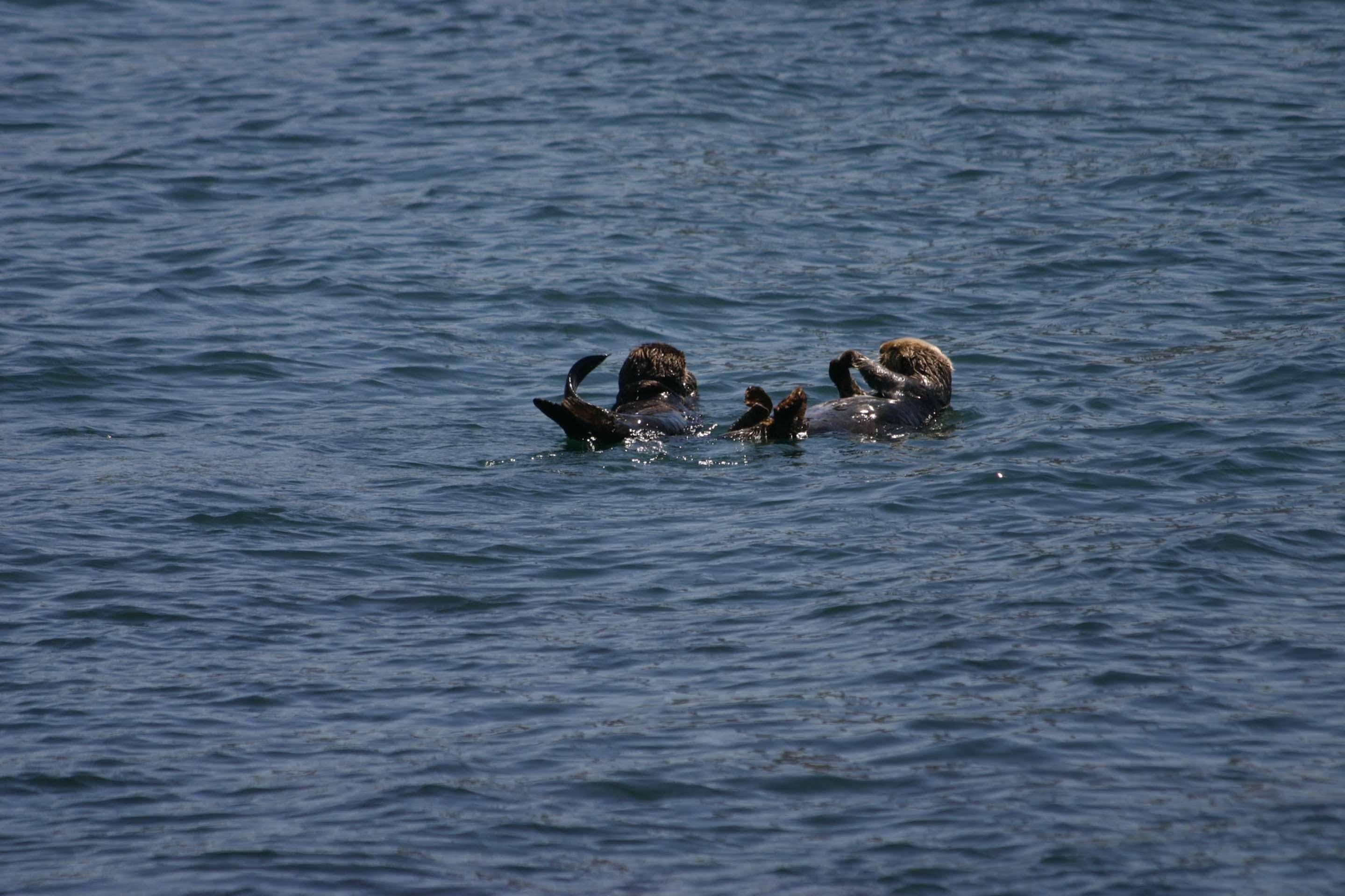 Rodeway Inn At Morro Bay Buitenkant foto